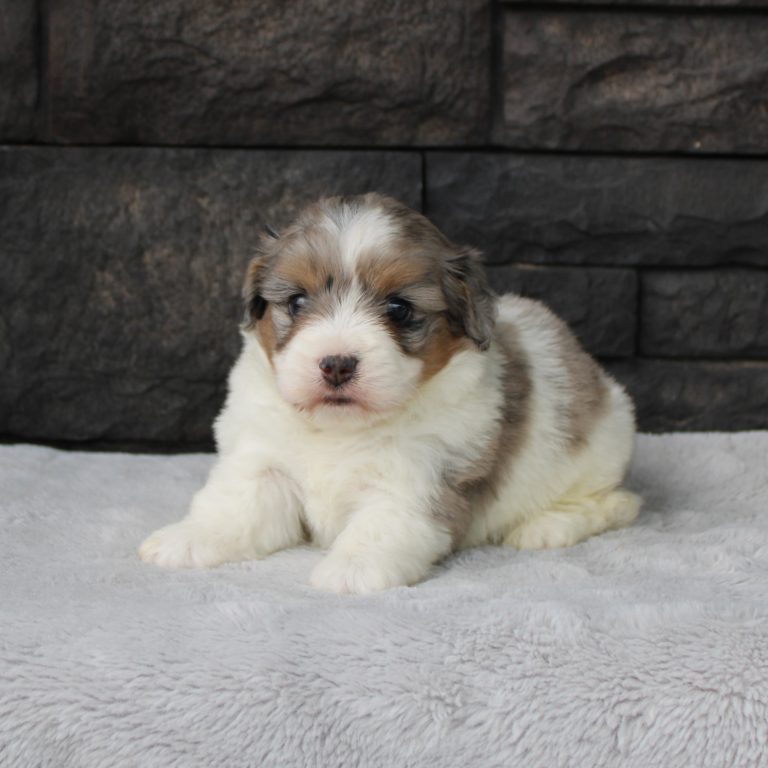 F1b Tiny micro-mini Bernedoodle female blue merle tri-color