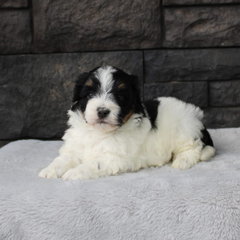 F1b Tiny micro-mini Bernedoodle male black tri-color