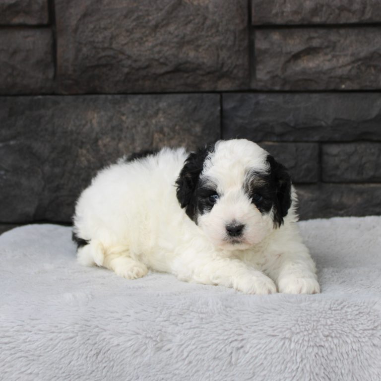 F1b Tiny micro-mini Bernedoodle male black tri-color