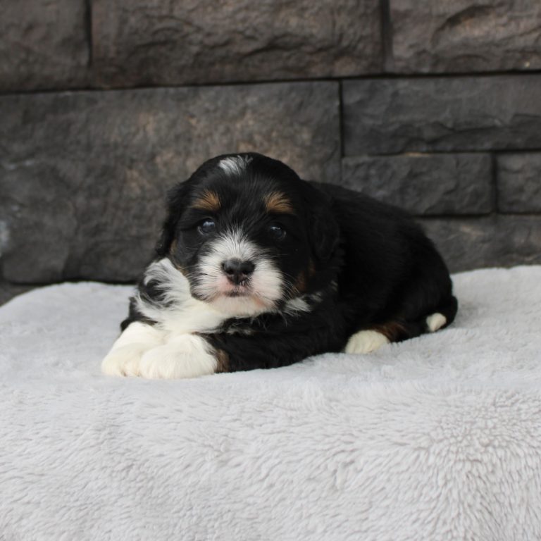 F1b Tiny micro-mini Bernedoodle male black tri-color