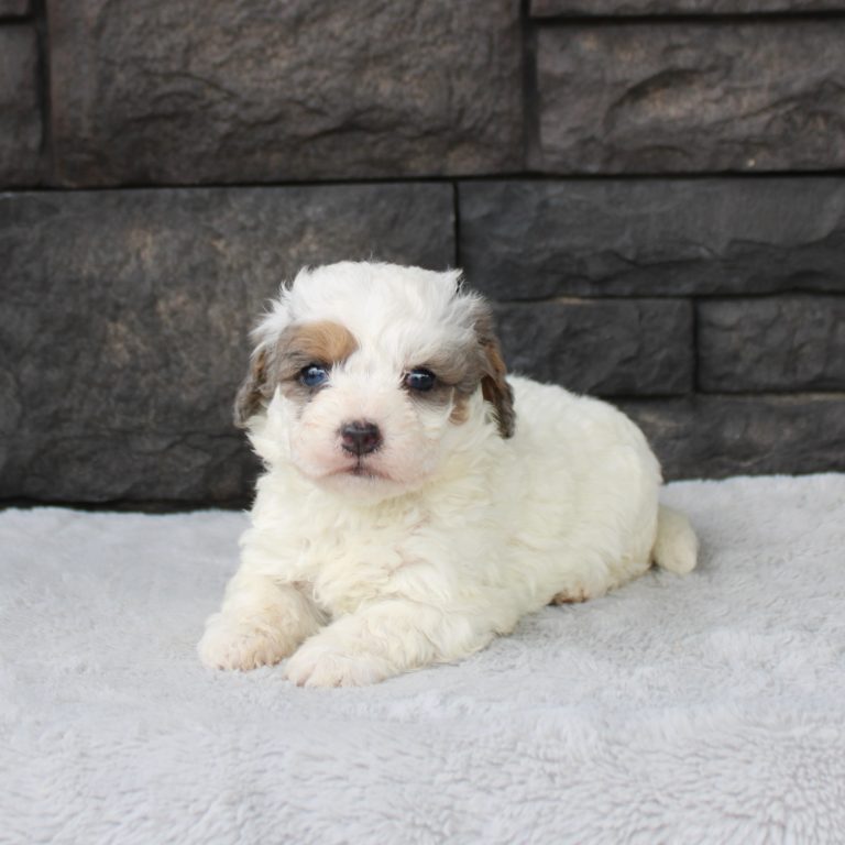 F1b Tiny micro-mini Bernedoodle male blue merle tri-color