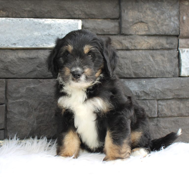 Black tri-color F1 Mini Bernedoodle puppy female