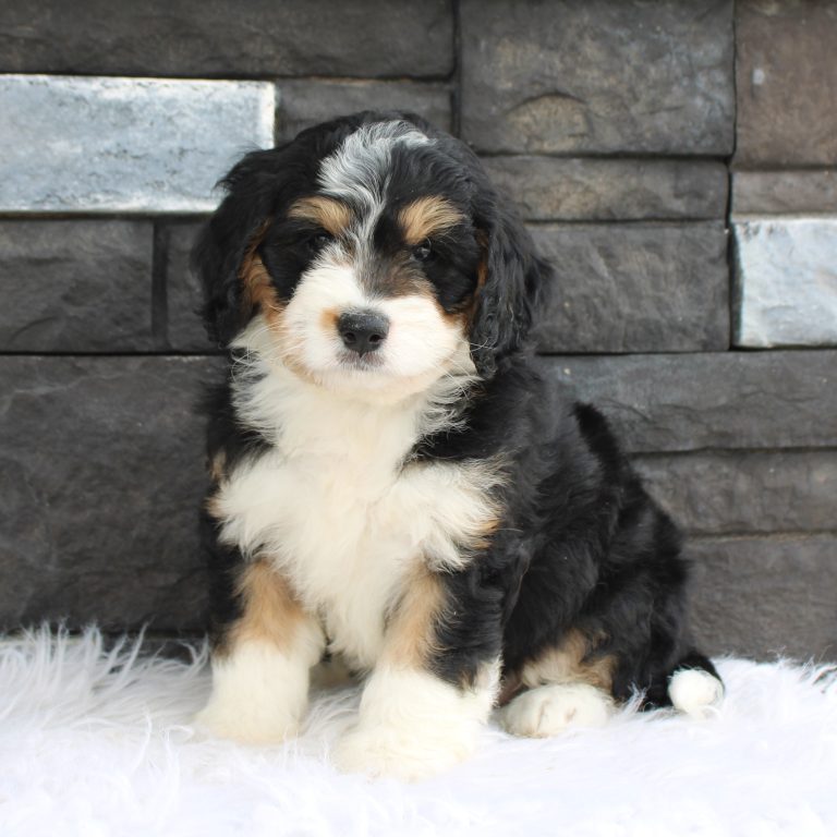 Black tri-color F1 Mini Bernedoodle puppy female
