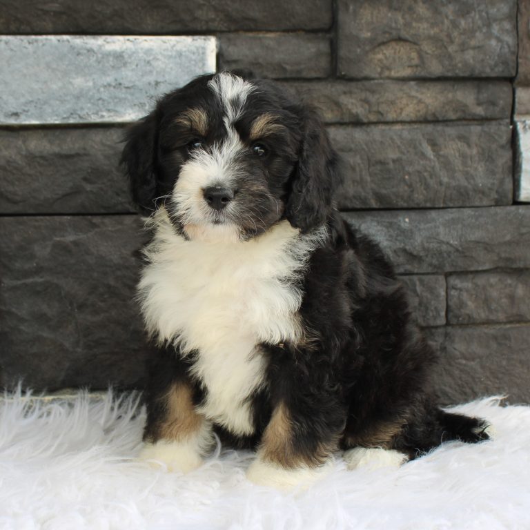 Black tri-color F1 Mini Bernedoodle puppy female