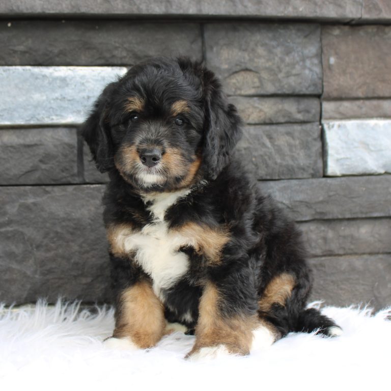 Black tri-color F1 Mini Bernedoodle puppy female