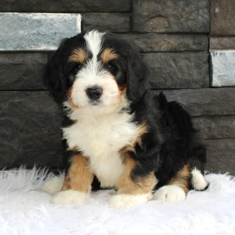 Black tri-color F1 Mini Bernedoodle puppy male