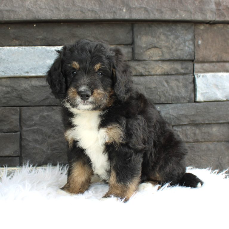 Black tri-color F1 Mini Bernedoodle puppy male