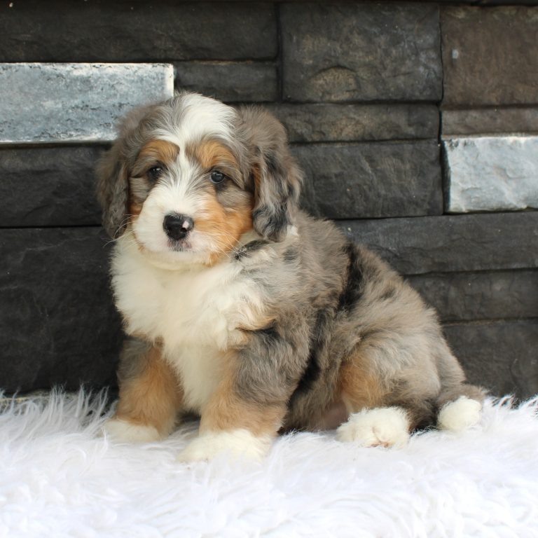 F1 blue merle tri-color mini Bernedoodle male. Health tested, genetic clear, OFA Tested.