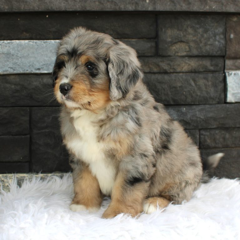 F1 blue merle tri-color mini Bernedoodle male. Health tested, genetic clear, OFA Tested.