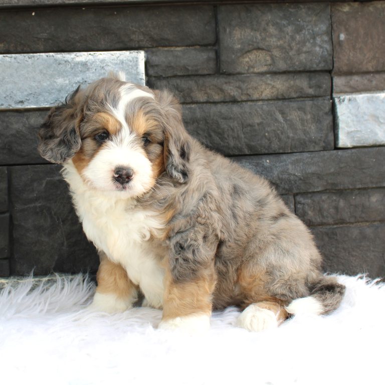 F1 blue merle tri-color mini Bernedoodle male. Health tested, genetic clear, OFA Tested.