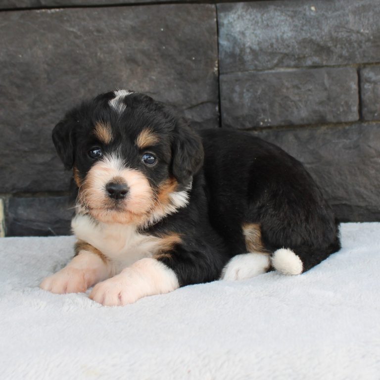 black tri-color female F1 mini Bernedoodle Parents genetically tested and OFA tested.