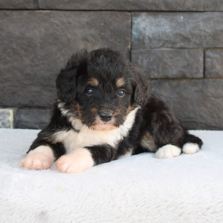 black tri-color female F1 mini Bernedoodle Parents genetically tested and OFA tested.
