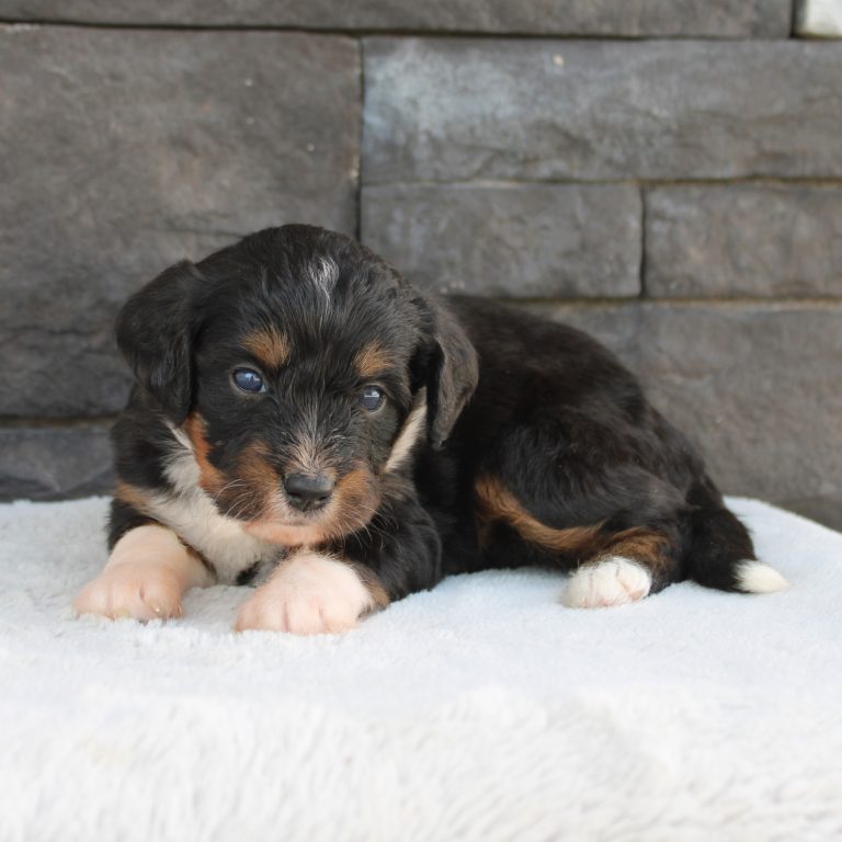black tri-color female F1 mini Bernedoodle Parents genetically tested and OFA tested.