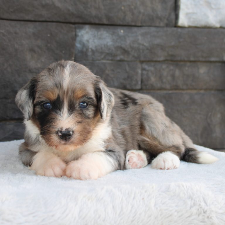 F1 blue merle tri-color mini Bernedoodle female. Health tested, genetic clear, OFA Tested