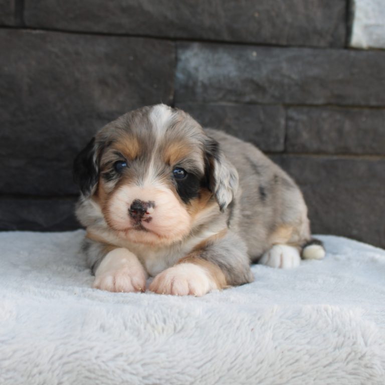 F1 blue merle tri-color mini Bernedoodle female. Health tested, genetic clear, OFA Tested