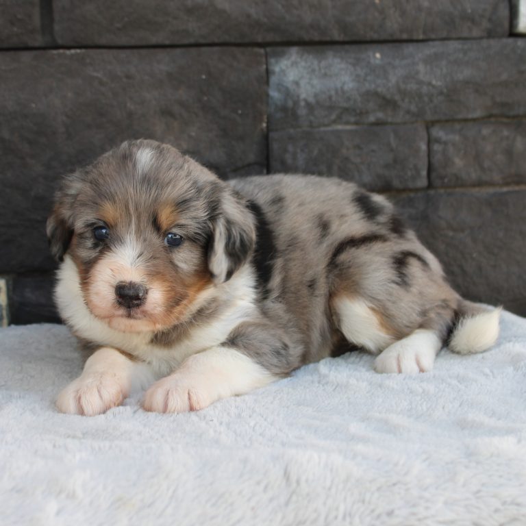 F1 blue merle tri-color mini Bernedoodle female. Health tested, genetic clear, OFA Tested
