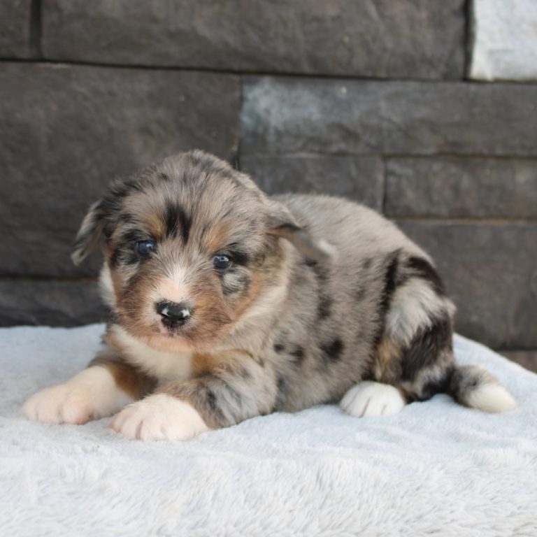 F1 blue merle tri-color mini Bernedoodle female. Health tested, genetic clear, OFA Tested
