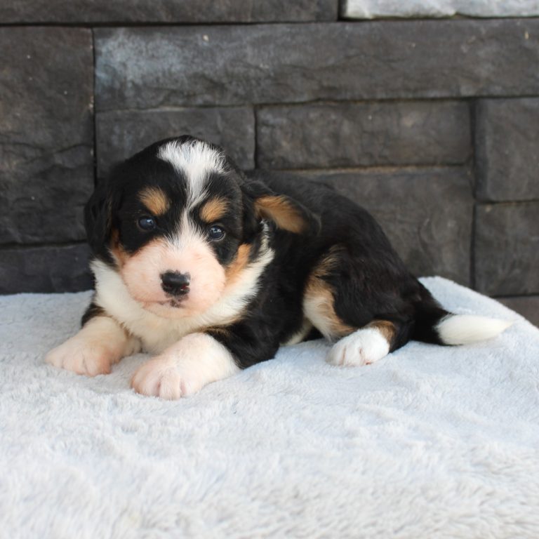 F1 black tri-color mini Bernedoodle male. Health tested, genetic clear, OFA Tested