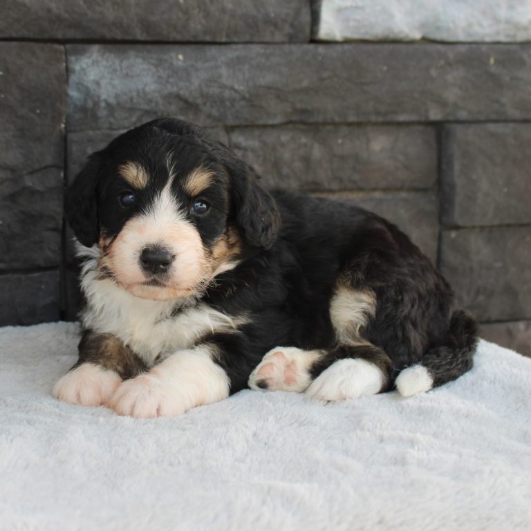 F1 black tri-color mini Bernedoodle male. Health tested, genetic clear, OFA Tested