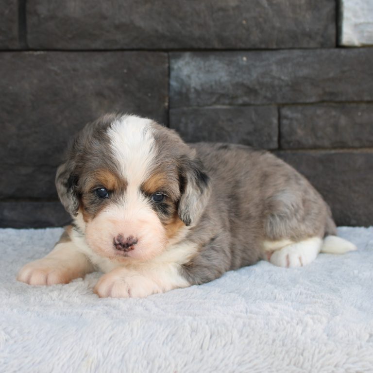 F1 merle tri-color mini Bernedoodle male. Health tested, genetic clear, OFA Tested