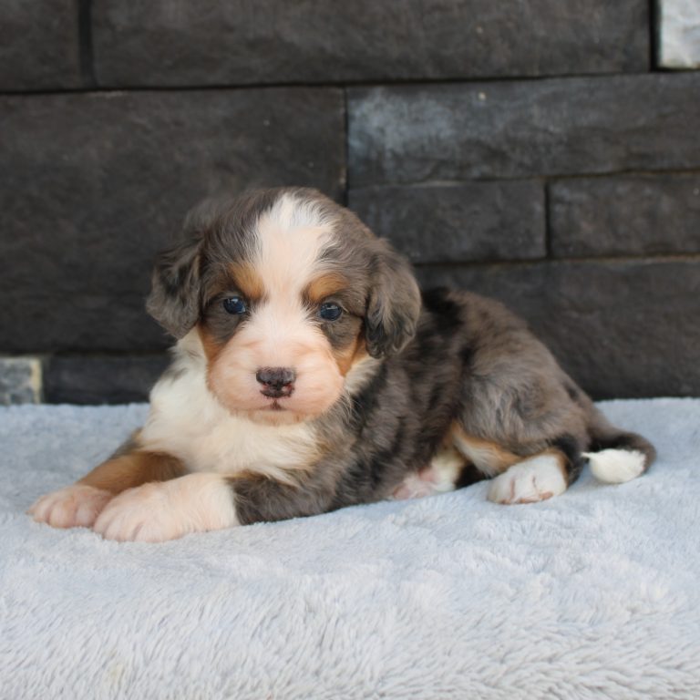 F1 merle tri-color mini Bernedoodle male. Health tested, genetic clear, OFA Tested
