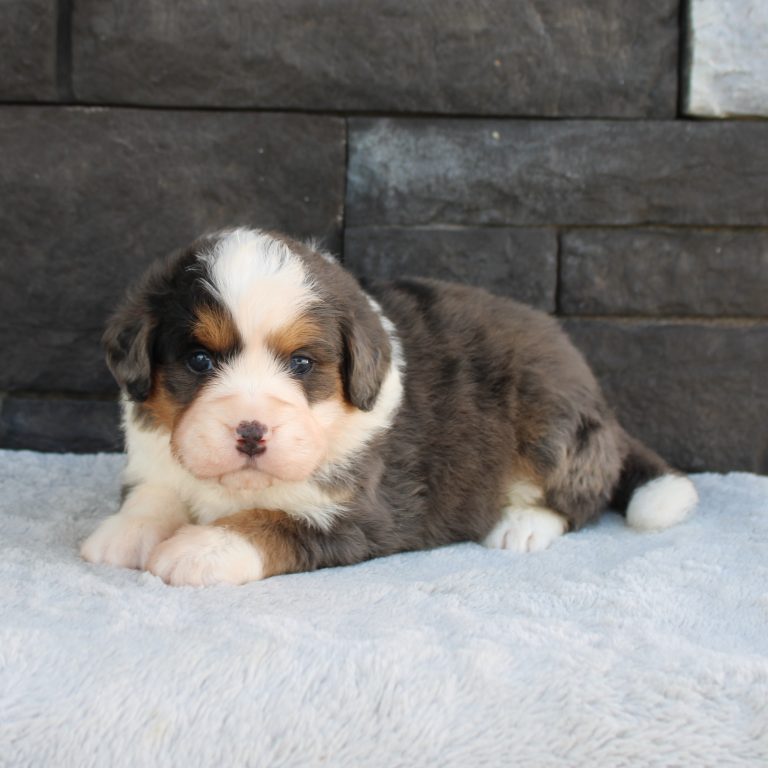 F1 merle tri-color mini Bernedoodle male. Health tested, genetic clear, OFA Tested