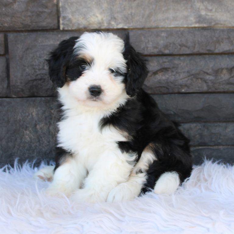 Black tri-color F1 Mini Bernedoodle puppy female