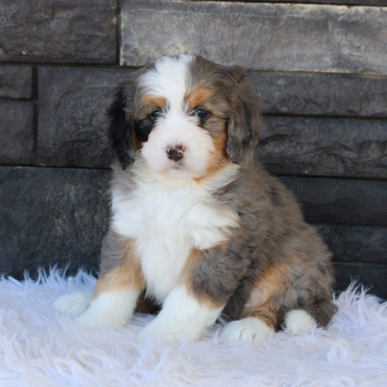 Blue Merle tri-color F1 Mini Bernedoodle puppy female