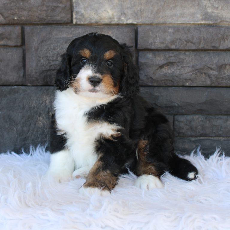 F1 black tri-color mini Bernedoodle male. Health tested, genetic clear, OFA Tested.