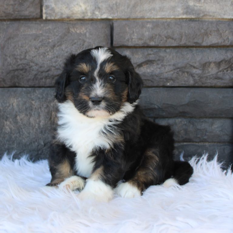F1 black tri-color mini Bernedoodle male. Health tested, genetic clear, OFA Tested.