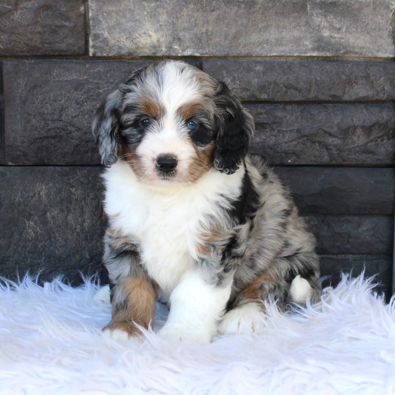 F1 blue merle tri-color mini Bernedoodle male. Health tested, genetic clear, OFA Tested.