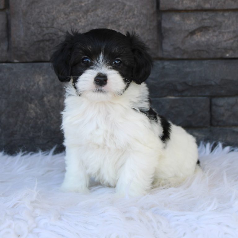 F1b Tiny micro-mini Bernedoodle female black tri-color