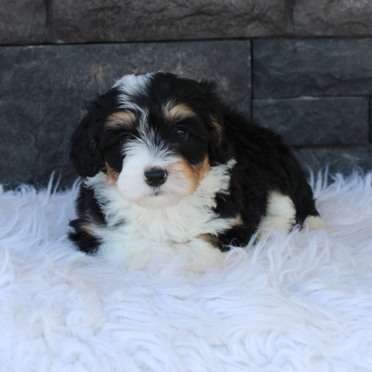 F1b Tiny micro-mini Bernedoodle female black tri-color