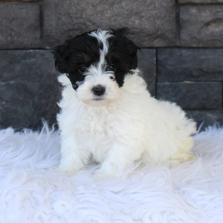 F1b Tiny micro-mini Bernedoodle male black tri-color