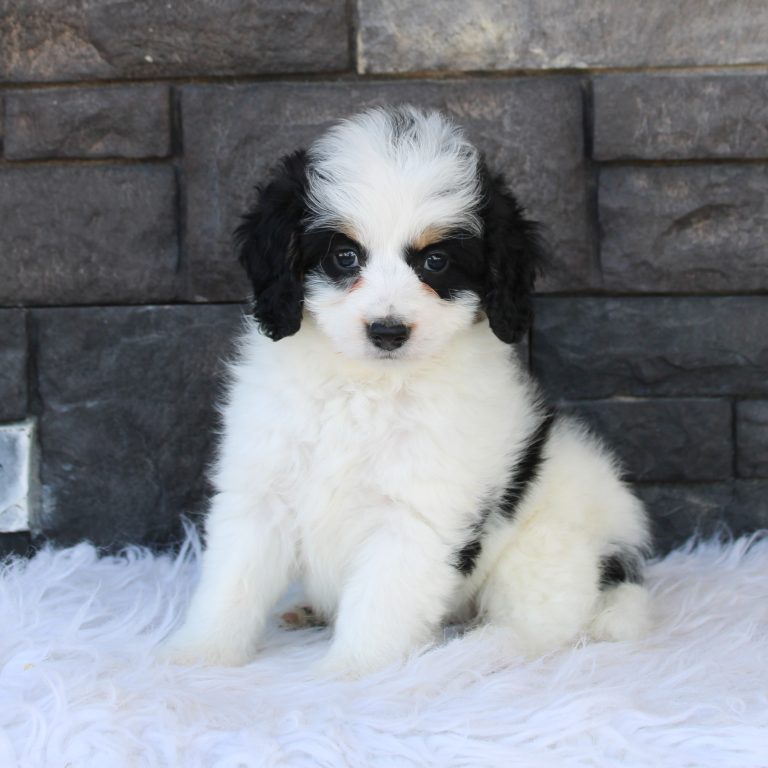 F1b Tiny micro-mini Bernedoodle female black tri-color