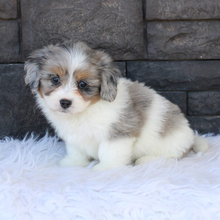 F1b Tiny micro-mini Bernedoodle female blue merle tri-color