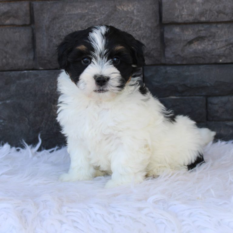 F1b Tiny micro-mini Bernedoodle male black tri-color