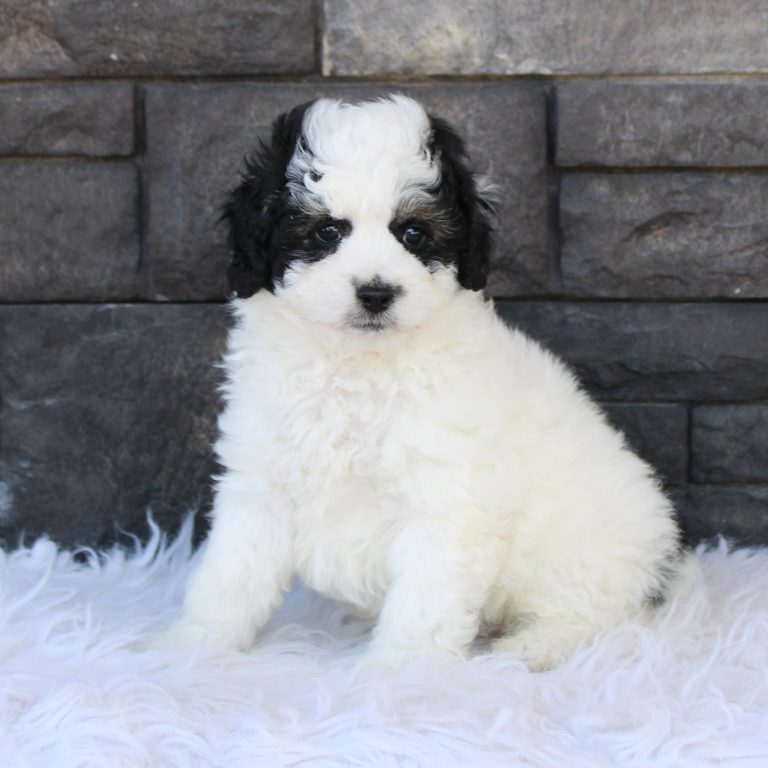 F1b Tiny micro-mini Bernedoodle male black tri-color