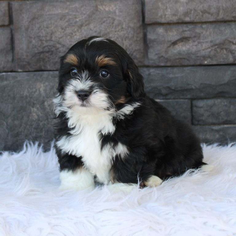 F1b Tiny micro-mini Bernedoodle male black tri-color