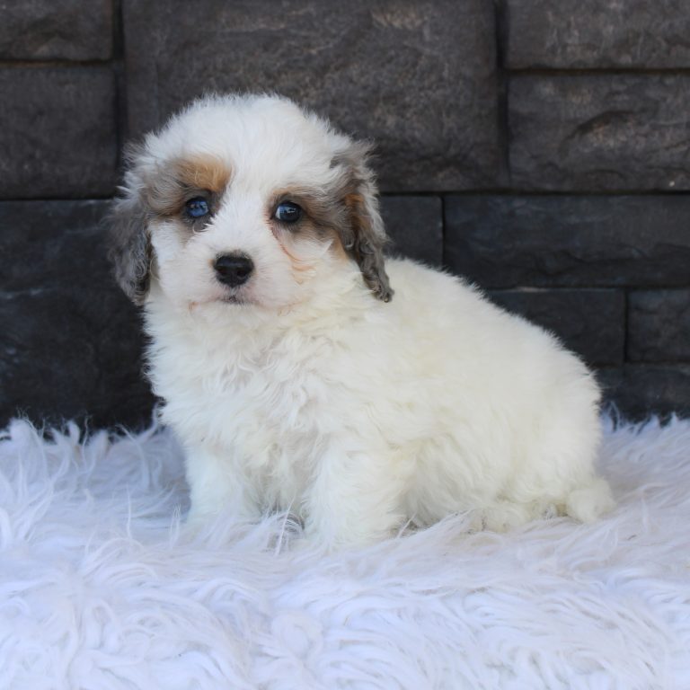 F1b Tiny micro-mini Bernedoodle male blue merle tri-color