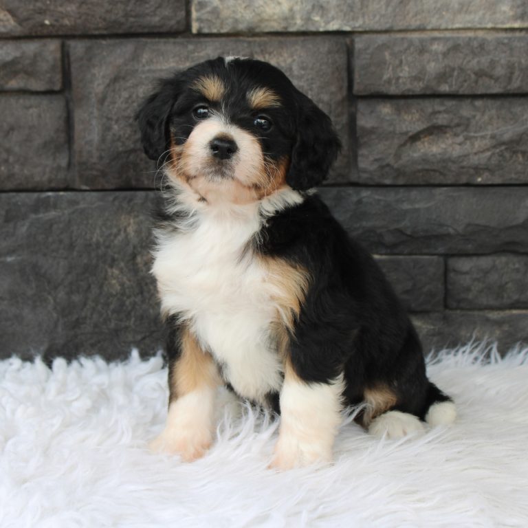 black tri-color female F1 mini Bernedoodle Parents genetically tested and OFA tested.