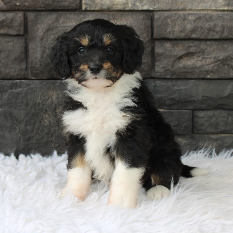 black tri-color female F1 mini Bernedoodle Parents genetically tested and OFA tested.