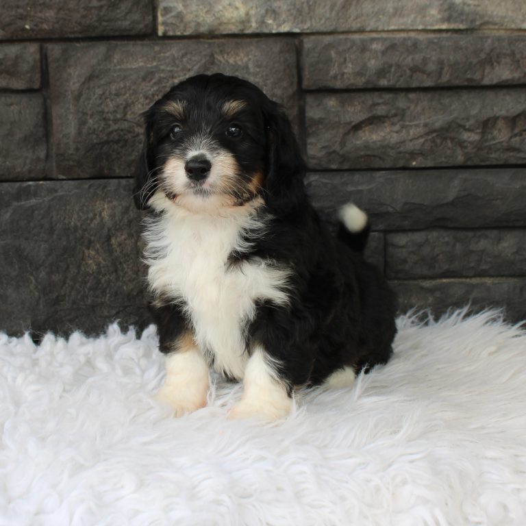 black tri-color female F1 mini Bernedoodle Parents genetically tested and OFA tested.