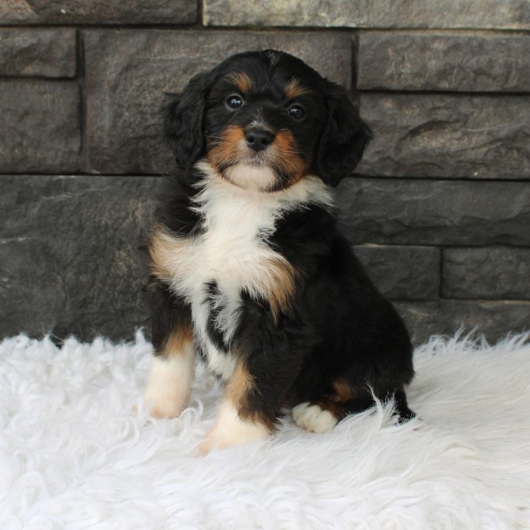 black tri-color female F1 mini Bernedoodle Parents genetically tested and OFA tested.