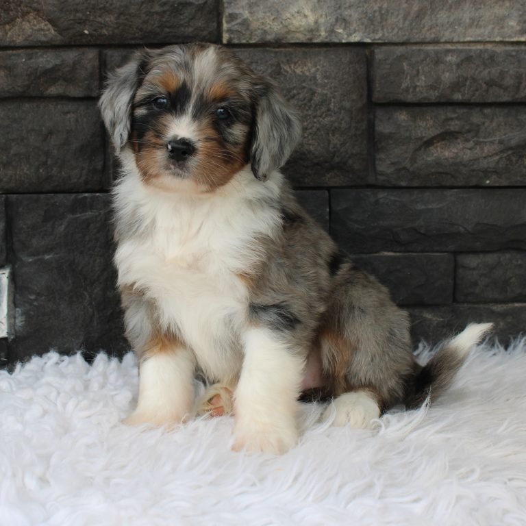 F1 blue merle tri-color mini Bernedoodle female. Health tested, genetic clear, OFA Tested