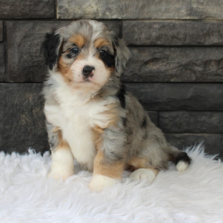 F1 blue merle tri-color mini Bernedoodle female. Health tested, genetic clear, OFA Tested