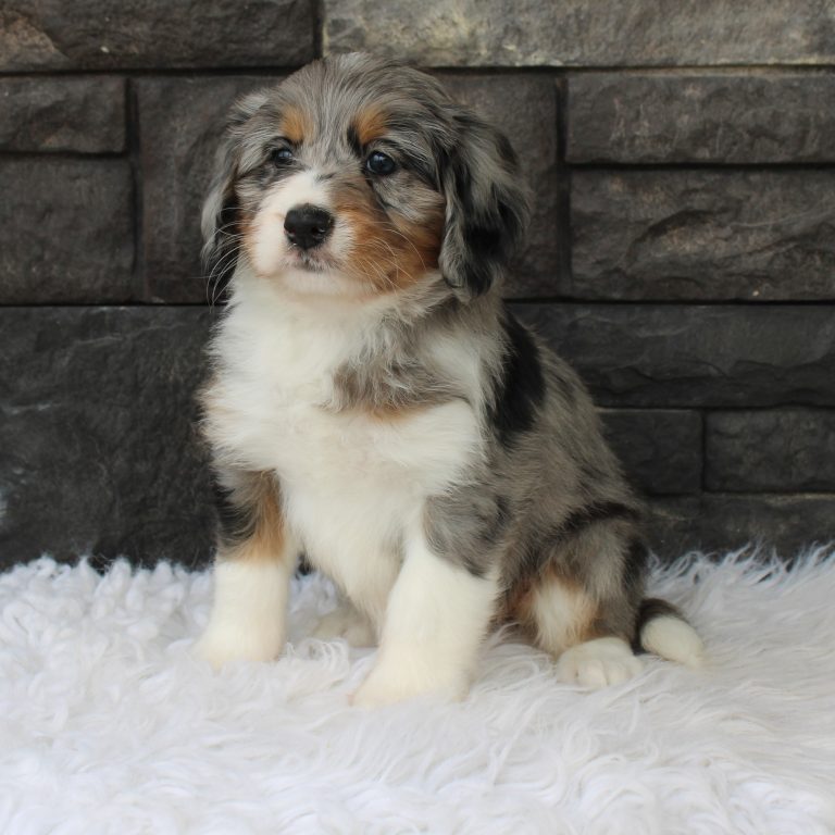 F1 blue merle tri-color mini Bernedoodle female. Health tested, genetic clear, OFA Tested