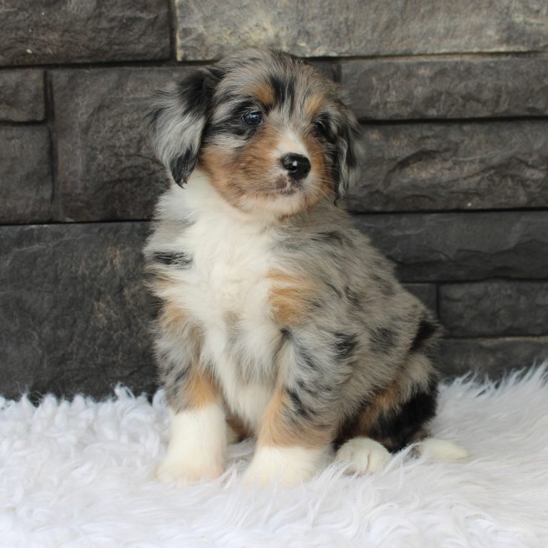 F1 blue merle tri-color mini Bernedoodle female. Health tested, genetic clear, OFA Tested
