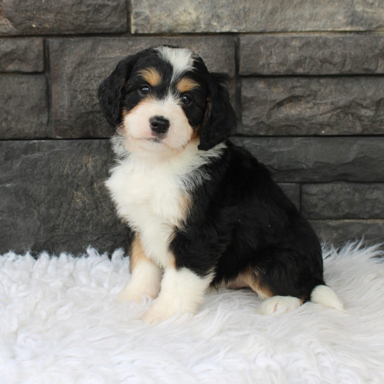 F1 black tri-color mini Bernedoodle male. Health tested, genetic clear, OFA Tested