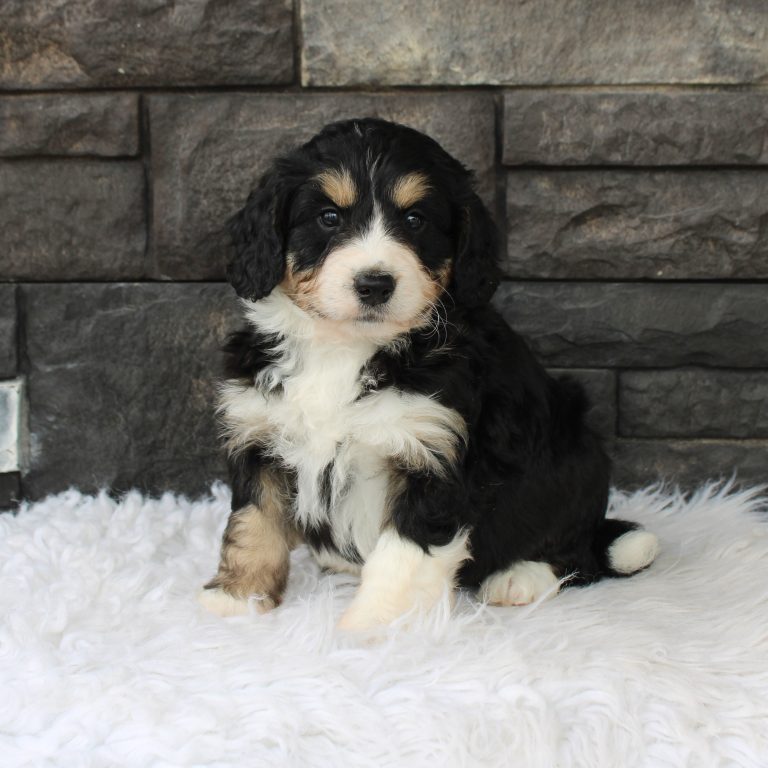 F1 black tri-color mini Bernedoodle male. Health tested, genetic clear, OFA Tested